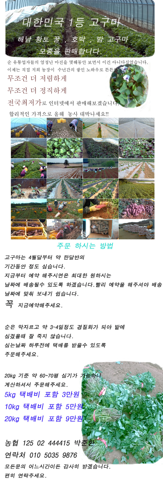해남 황토 고구마 모종 팝니다.